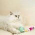 2a5a7e6fc4c6f_2146_4598 Cat Teasing Ball