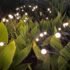Solar LED Garden Lights